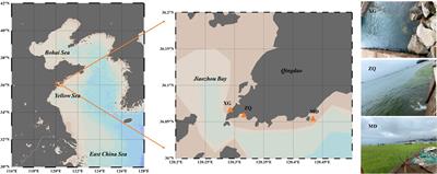 Differential responding patterns of the nirK-type and nirS-type denitrifying bacterial communities to an Ulva prolifera green tide in coastal Qingdao areas